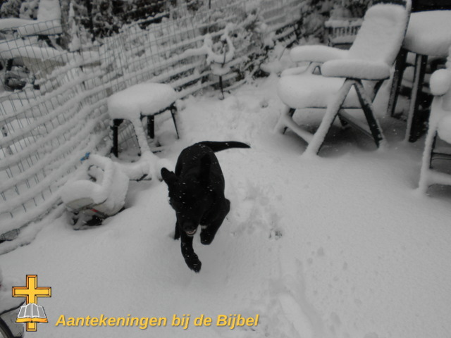 Spelende hond in de sneeuw