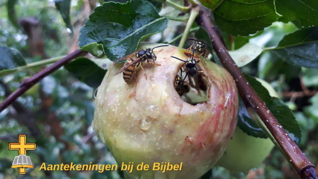 Wespen in een appel